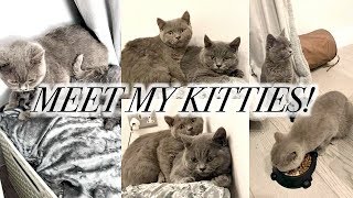 Bringing My New Kittens Home - British Shorthair Baby Girls!