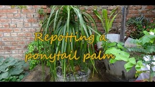 Gardening: Repotting, Care, Pruning Of A Ponytail Palm || Nolina || Elephant Foot