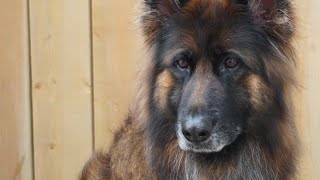 Long Haired German Shepherd Makeover | Beautiful Dog