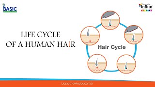Life Cycle Of Human Hair | Basic Knowledge Center