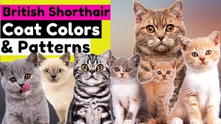 Learn About The Types Of British Shorthair Cat Coat Colors & Patterns