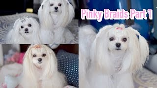 Styling: Pigtail Maltese Braided Hair Dog Updo Korean Cover {Back Infinite} (I Need You Bts )Maltije